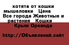 котята от кошки мышеловки › Цена ­ 10 - Все города Животные и растения » Кошки   . Крым,Ореанда